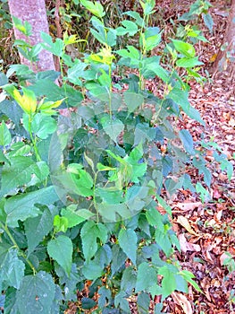 Nepalese Mulberry known as white mulberry, is a fast-growing, small to medium-sized mulberry tree