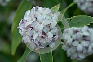 Nepalese paper plant Daphne bholua Spring beauty, close-up of flowers