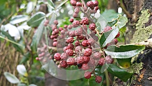 Nepalese Pepper & x28; Zanthoxylum armatum DC& x29; which is a very highly medical plant found in hilly areas of India/ Nepal