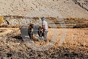 Nepalese plowing a field