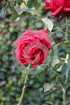 Nepalese Rose Flower with Natural combination