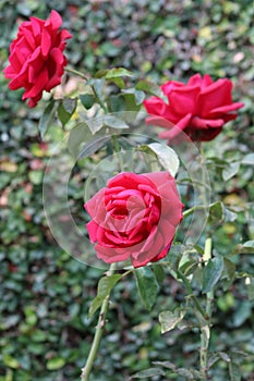 Nepalese Rose Flower with triangle combination