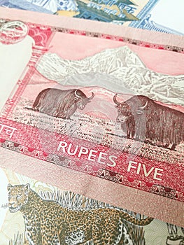 Nepalese rupee, close up of Nepal paper bank note