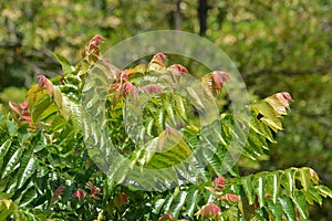 Nepali Hog Plum tree leaf photo