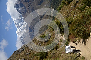 Nepali porters