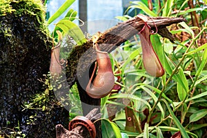 Nepentes lat. NepÄ“nthes, or Pitcher, is a predatory, carnivorous tropical plant. The picture was taken in the botanical garden