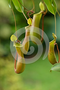 Nepentes is natural habitat of the tropics, water lily is also trapping organ