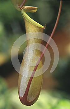 Nepenthe
