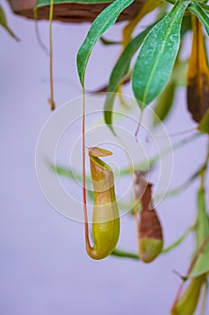 Nepenthe carnivorous plant leaves. Closeup look to green insect consuming plant