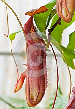 Nepenthe tropical carnivore plant