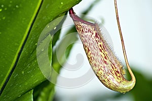 Nepenthe tropical carnivore plant