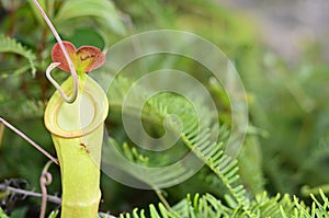 Nepenthe tropical carnivore plant