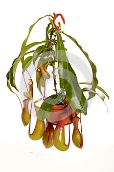 Nepenthe tropical carnivore plant on an white background