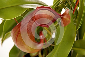 Nepenthe tropical carnivore plant on an white background