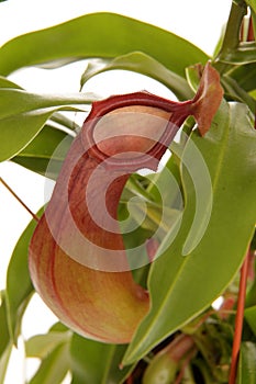 Nepenthe tropical carnivore plant on an white background