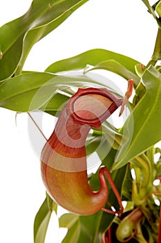 Nepenthe tropical carnivore plant on an white background