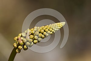 Nepenthes