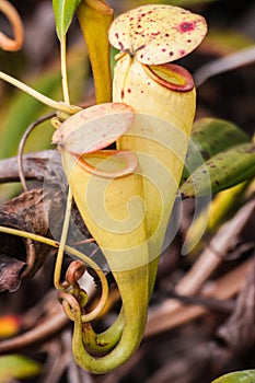 Nepenthes photo