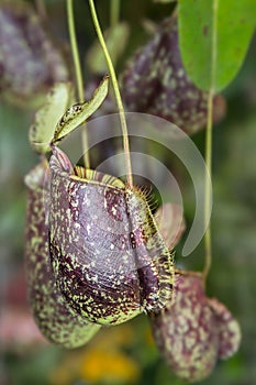 Nepenthes