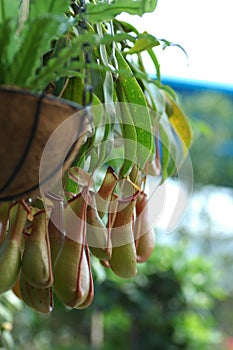 Nepenthes photo