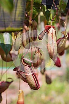 Nepenthes