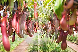 Nepenthes