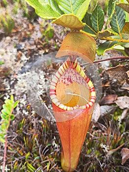 Nepenthes alata