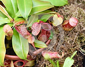 Nepenthes alata, carnivorous plant feeds on insects