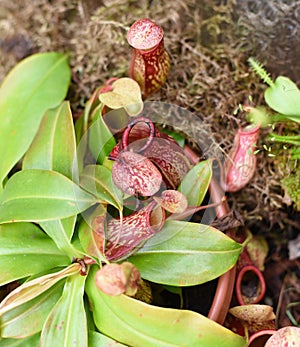 Nepenthes alata, carnivorous plant feeds on insects