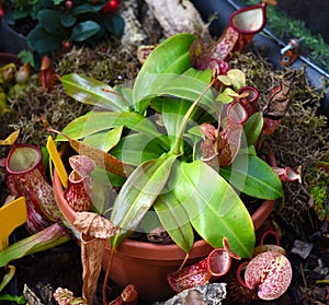 Nepenthes alata, carnivorous plant feeds on insects