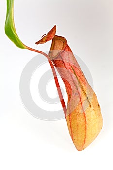 Nepenthes Alata, a carnivorous Plant,with green le photo