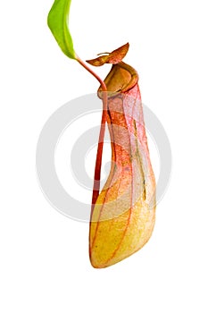 Nepenthes Alata, a carnivorous Plant,with green le