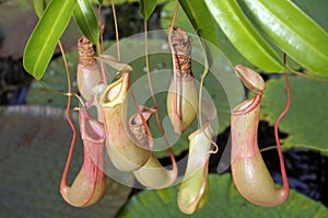 Nepenthes alata Pitcher plant photo