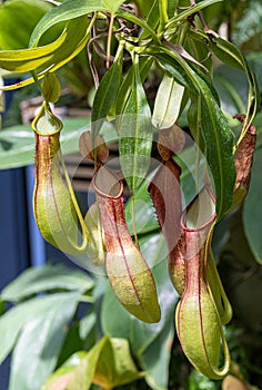 Nepenthes alata is a species of pitcher plant in the pitcher plant family