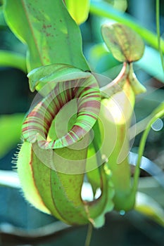 Nepenthes alata is a tropical pitcher plant endemic to the Philippines. It is carnivorous and uses its nectar to attract insects