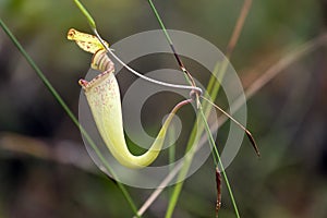 Nepenthes Albomarginata carnivorous plant