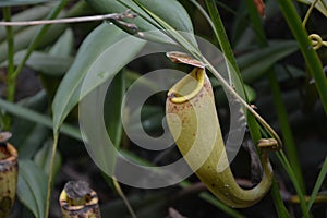 Nepenthes also called as tropical pitcher plant or monkey cups or carnivorous plants or Insect eating plant