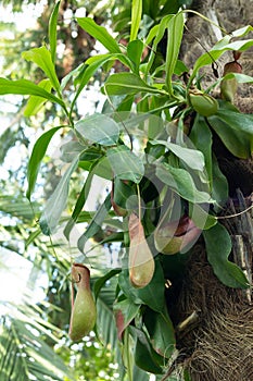 Nepenthes also called monkey cup, carnivorous, tropical pitcher plant in the garden