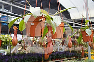 Nepenthes also known as tropical pitcher plants, is a genus of carnivorous plants.