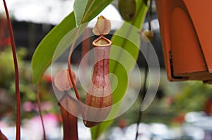 Nepenthes also known as tropical pitcher plants, is a genus of carnivorous plants.