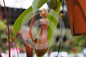 Nepenthes also known as tropical pitcher plants, is a genus of carnivorous plants.