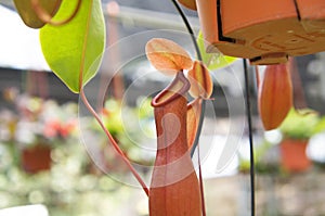 Nepenthes also known as tropical pitcher plants, is a genus of carnivorous plants.