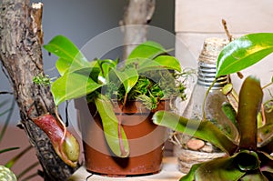 Nepenthes also known as tropical pitchers plants