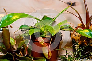 Nepenthes also known as tropical pitchers plants