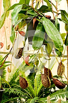 Nepenthes ampullaria photo