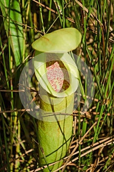Nepenthes ampullaria