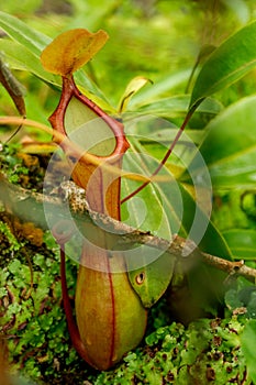 Nepenthes Ampullaria or Ground pitcher