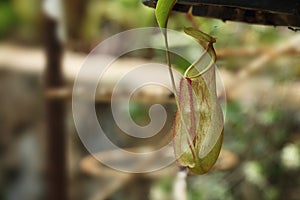 Nepenthes Ampullaria