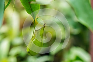 Nepenthes Ampullaria