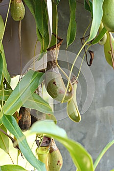 Nepenthes ampullaria with the nature